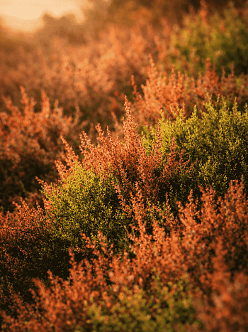 Вереск обыкновенный Robert Chapman