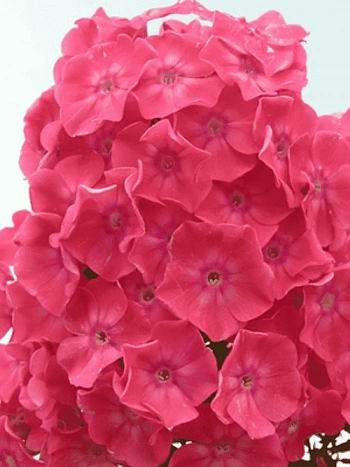 Флокс метельчатый Земляничное суфле