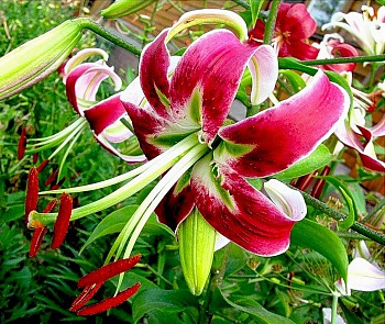 Лилия видовая Блэк Бьюти