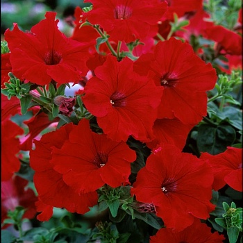 Петуния Fanfare Red