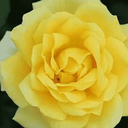 Роза чайно-гибридная Guy's Gold