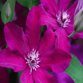 Клематис гибридный Stasik