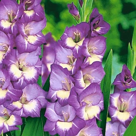 Гладиолус King's Lynn
