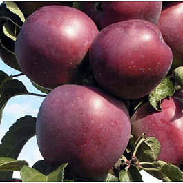 Яблоня Имант