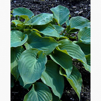 Хоста гибридная Мунлайт Соната