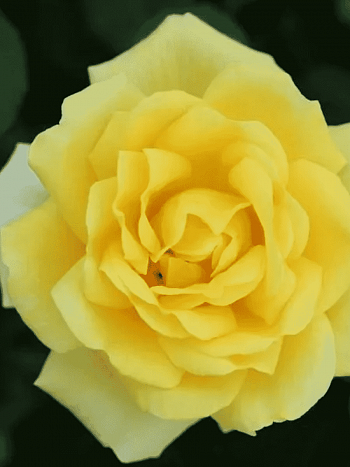 Роза чайно-гибридная Guy's Gold