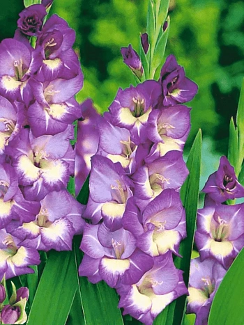 Гладиолус King's Lynn