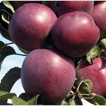 Яблоня Имант