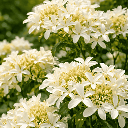 Гортензия метельчатая Star Rose