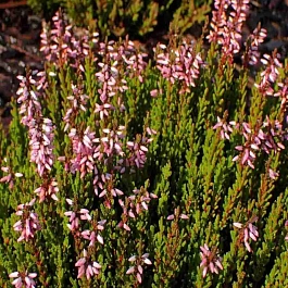 Вереск обыкновенный Pink Angie