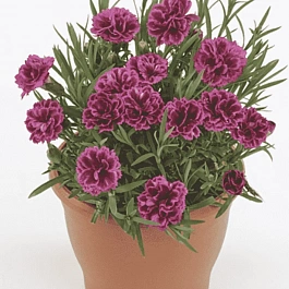 Гвоздика садовая Code Bicolour