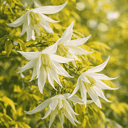 Клематис LUMINOUS® SNOW