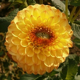 Георгина Помпонная Голден Септер