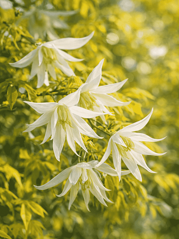 Клематис LUMINOUS® SNOW