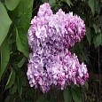 Сирень обыкновенная Жди меня