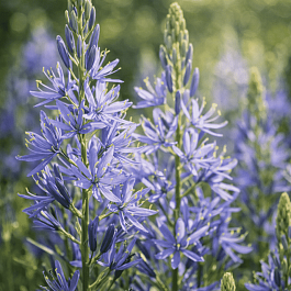 Камассия Лейхтлина Caerulea