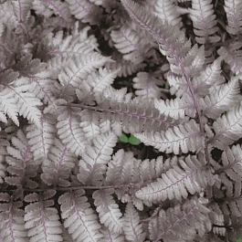 Кочедыжник ниппонский Pewter Lace
