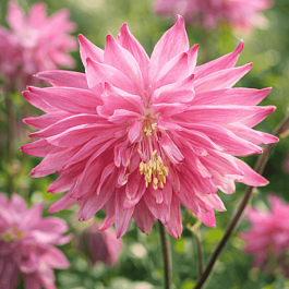 Аквилегия Rose Barlow