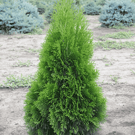 Туя западная Smaragd