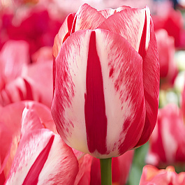 Тюльпан Триумф Спринг Брейк