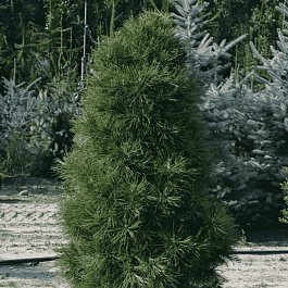 Сосна чёрная Spielberg