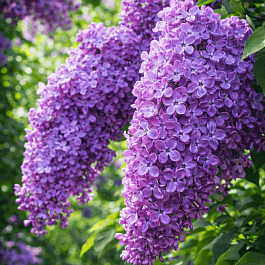 Сирень обыкновенная Синенький скромный платочек