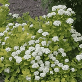 Спирея березолистная Tor