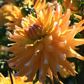 Георгина Полукактусовая Флойдз