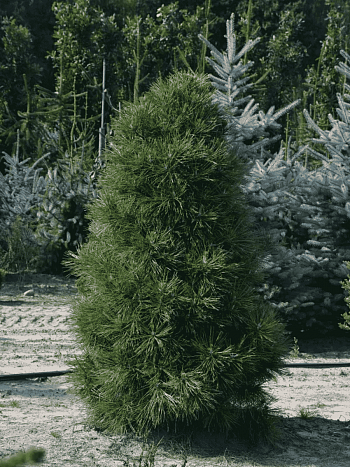 Сосна чёрная Spielberg