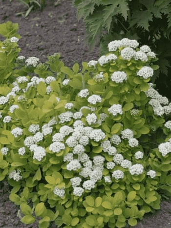 Спирея березолистная Tor