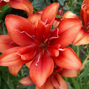 Лилия азиатская махровая Коктейль Твинс