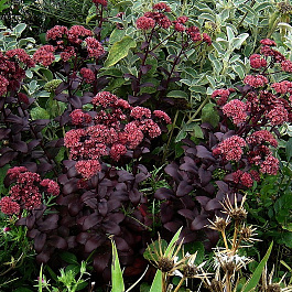 Седум гибридный Пёпл Эмпэрэ