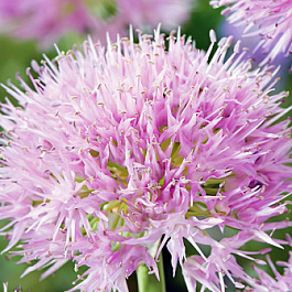 Лук декоративный Рози Дрим