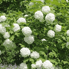 Калина обыкновенная Roseum