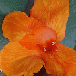 Канна гибридная Liberty