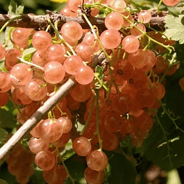 Смородина красная Голландская розовая