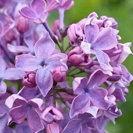 Сирень обыкновенная Сергей Рахманинов