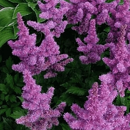 Астильба китайская Pumila