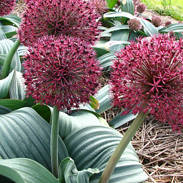 Лук декоративный Каратавский Ред Джайнт Стар Лук декоративный Каратавский Ред Джайнт Стар