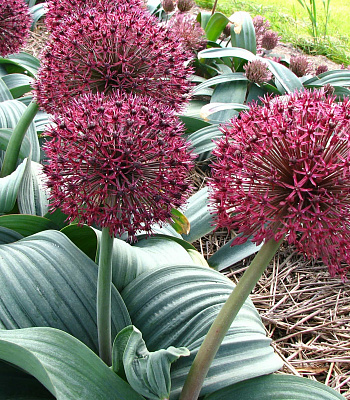 Лук декоративный Каратавский Ред Джайнт Стар