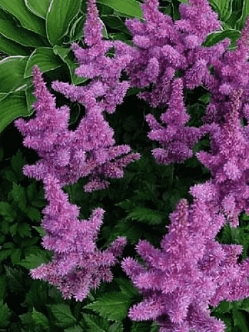 Астильба китайская Pumila