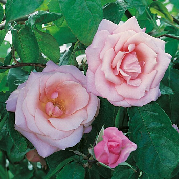 Роза плетистая Хай Хоупс Роза плетистая Хай Хоупс