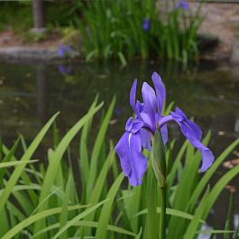 Ирис гладкий