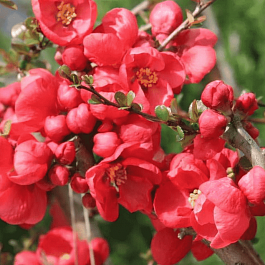 Айва превосходная Red Trail