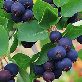 Ирга канадская  Forest Prince