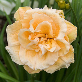 Лилейник гибридный Икебана Стар