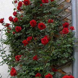 Роза плетистая Дон Жуан