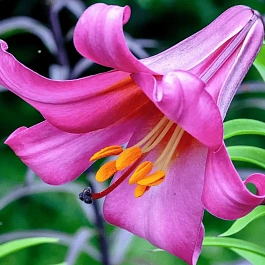 Лилия Pink Perfection