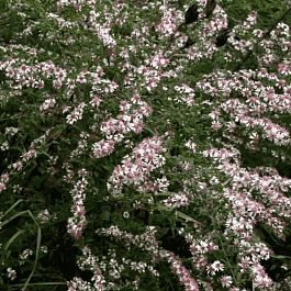 Астра бокоцветная Lady in Black