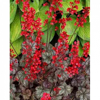 Гейхера Корал Форест